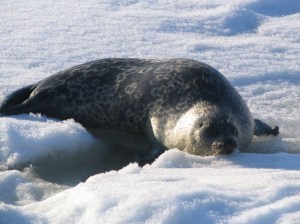 Ringed seal we captured and tagged in Barrow, AK spring 2008.